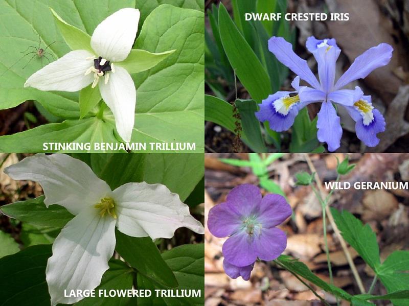Another great day for wildflowers!