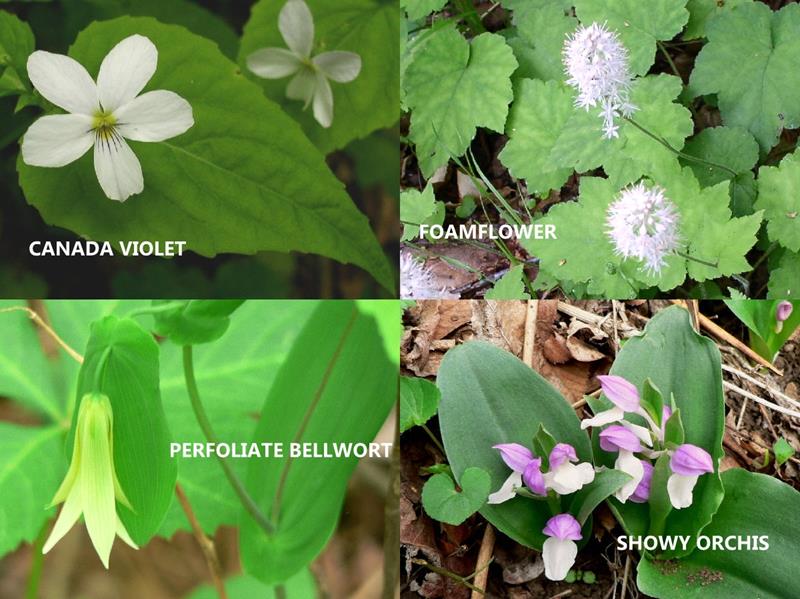 More wildflowers