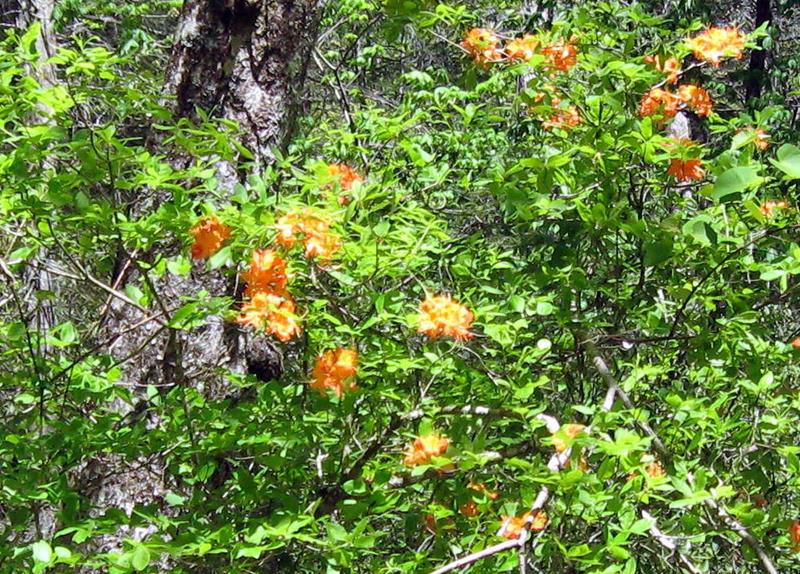 Flame Azalea!