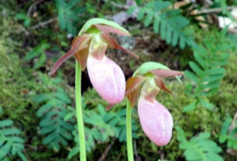 We spotted several nice clumps of Pink Lady Slippers.