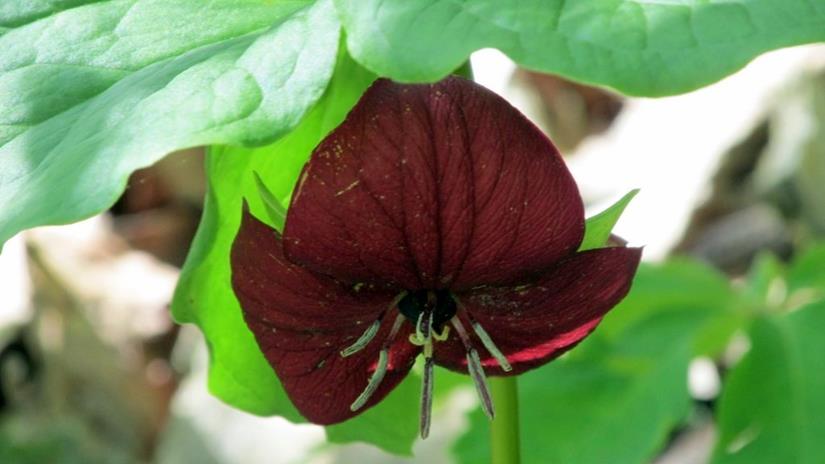 Vasey's Trillium
