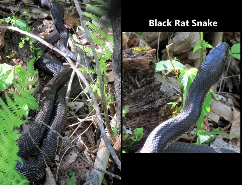 A nice snake that does lots of good!