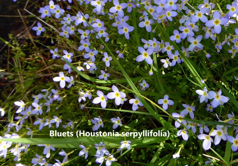 Mountain Bluets