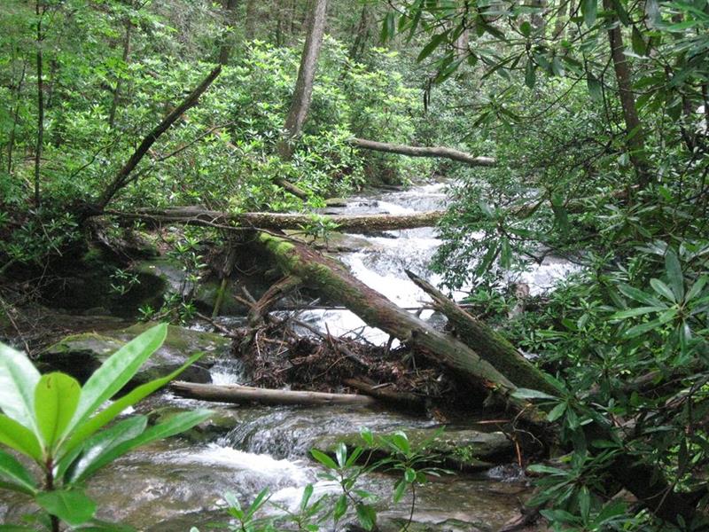 The trail stays close to Dodd Creek all the way to the cliffs.
