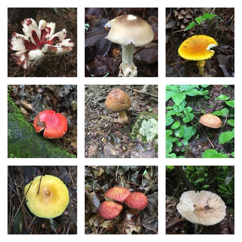 A great day for mushrooms!