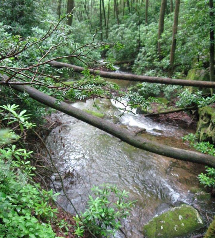 Trees across Dodd Creek