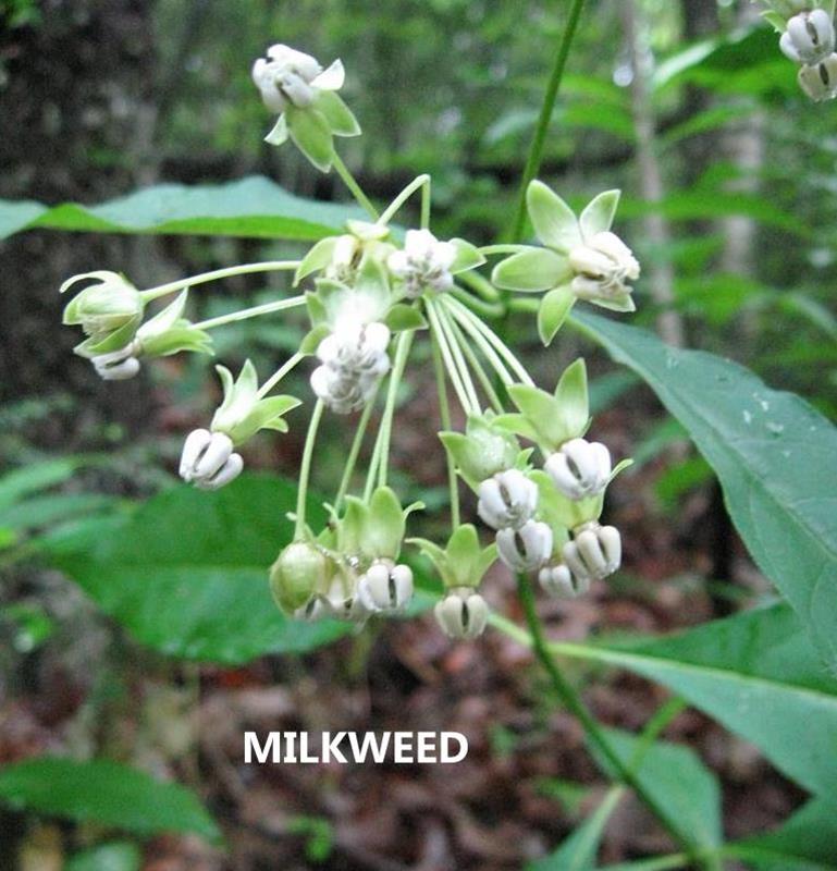 Milkweed