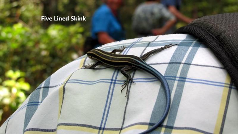 Hitchhiker!