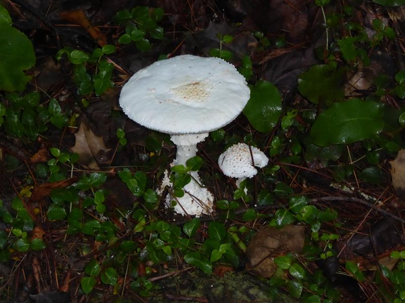 Mushroom of the week!