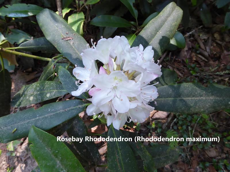 Rhododendron
