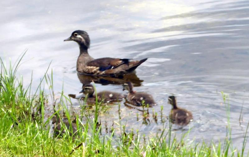 Momma Wood Duck with her ducklings. (see them in action in the video below)