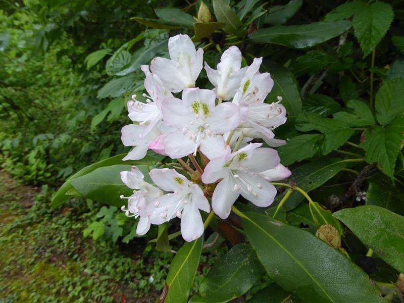 Rosebay Rhododendron