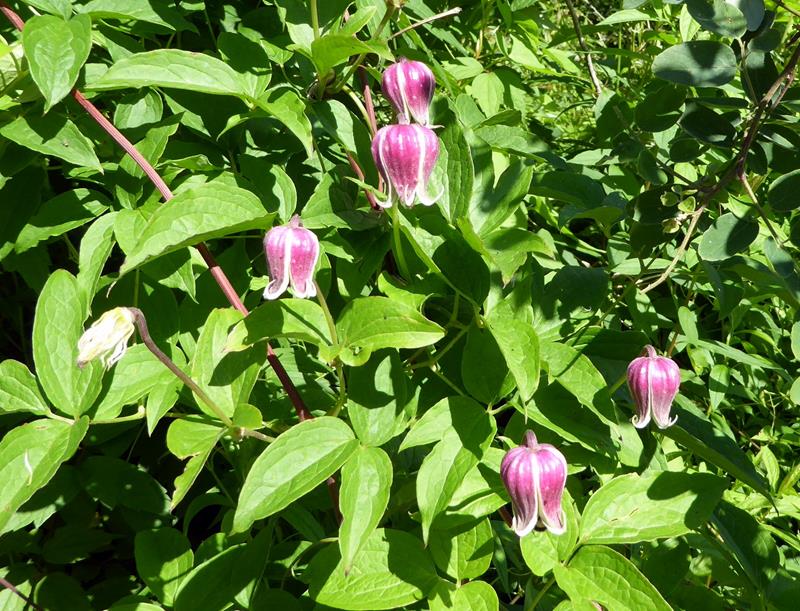 Leatherflower (Clematis viorna).