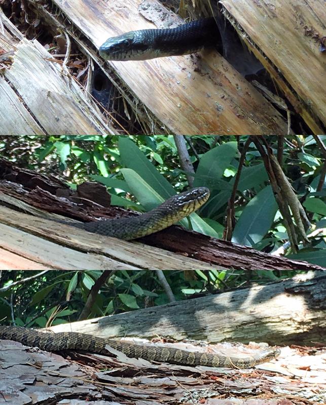 Three non-venemous snakes in the same area of the Glen Falls Trail!