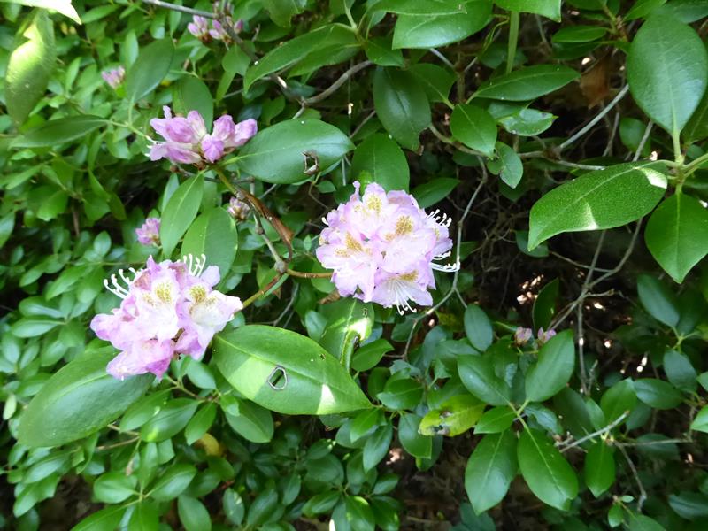 Carolina Rhododendron.