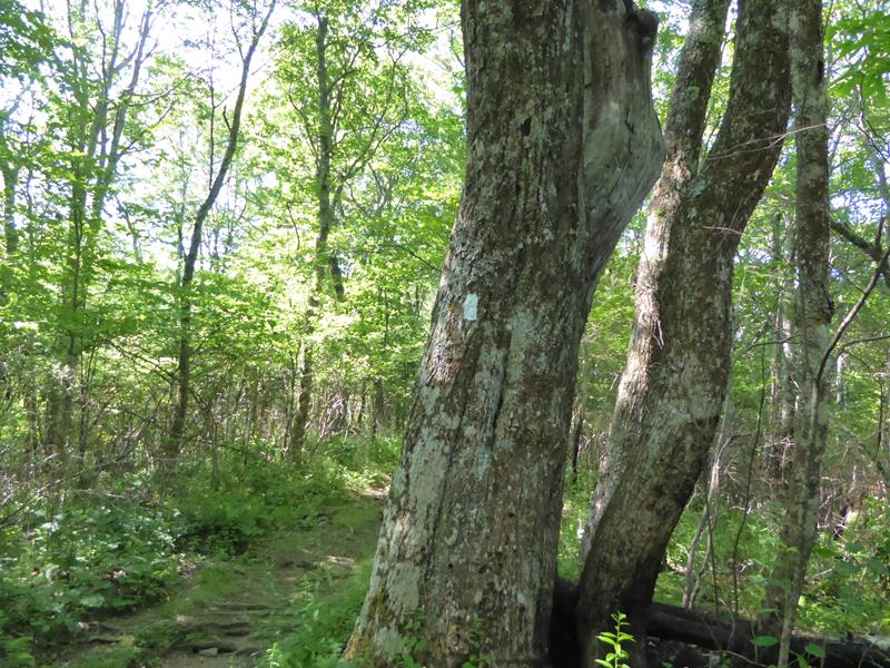 The beautiful Appalachin Trail !