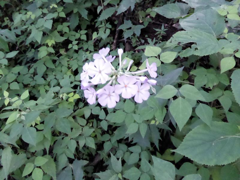 Wild Phlox!