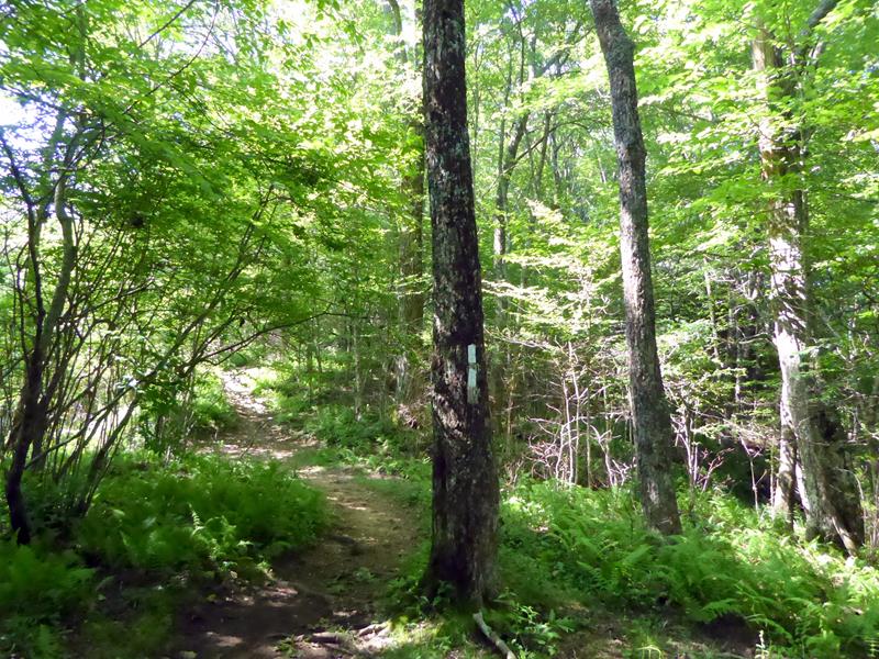 The A.T. is marked with a single white blaze along the path. If you see a double white blaze, it means that there is a junction or fork in the trail ahead.