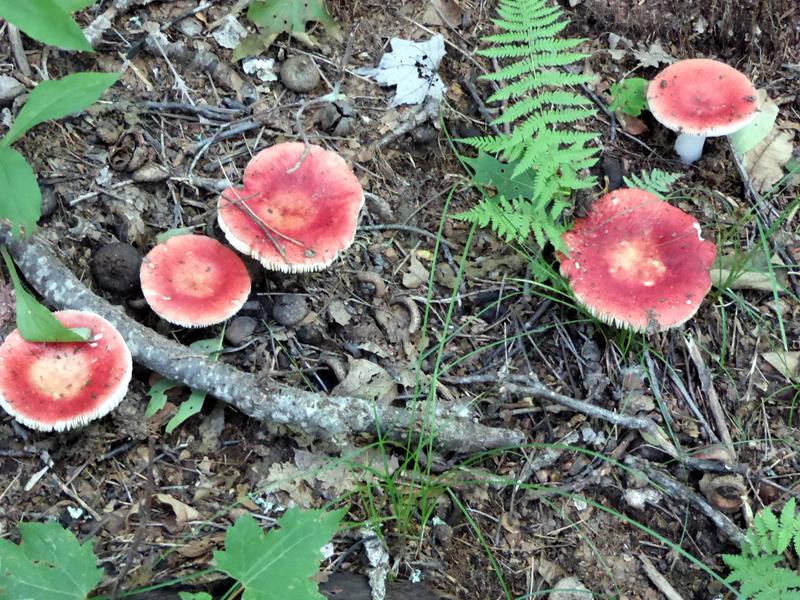 Mushrooms of the week!.