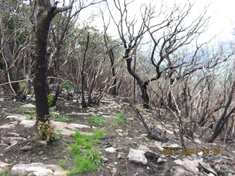 We see lots of evidence of the wild fires that hit the area in Oct.- Dec. 2016. Most areas have recovered very well but there are some areas that have not recovered so far.