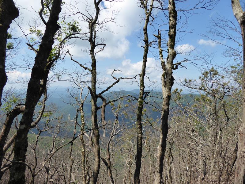 As we approach the summit, we see more damaged trees!