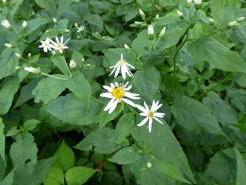 This is just the beginning of Aster season.