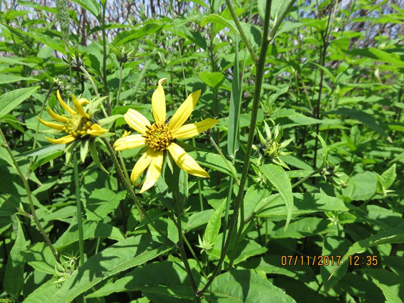 Woodland Sunflower