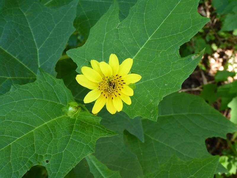 We saw lots of these wildflowers called Bear's Foot.