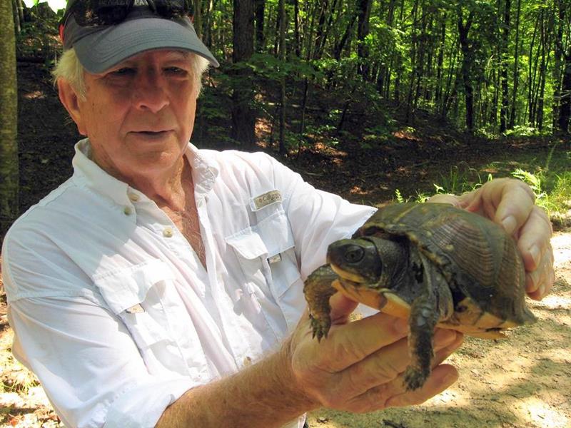 We like Box Turtles!