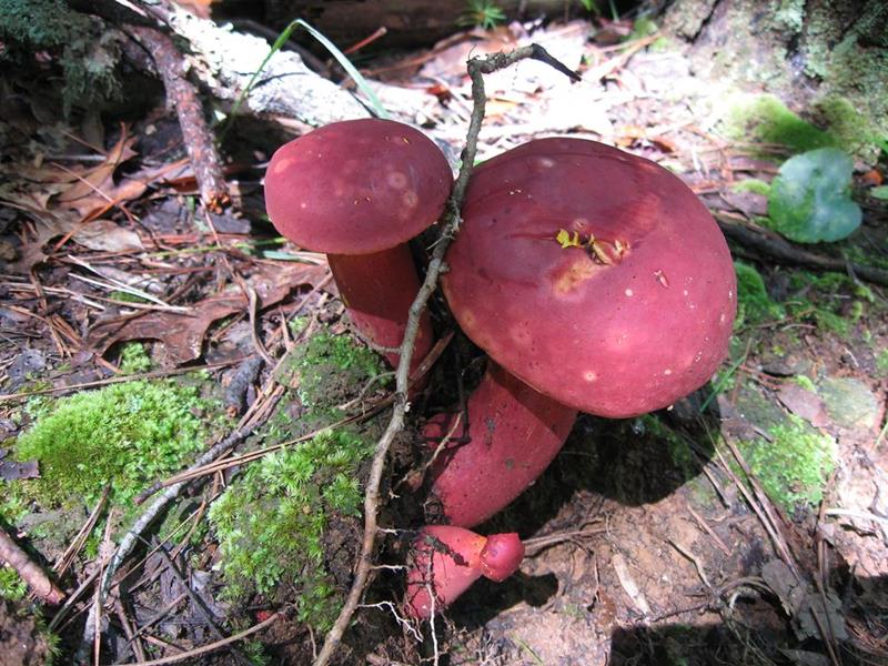 Mushrooms of the week!