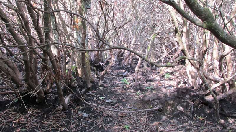 We saw lots of areas where the wildfires last Oct. and Dec. caused lasting damage..
