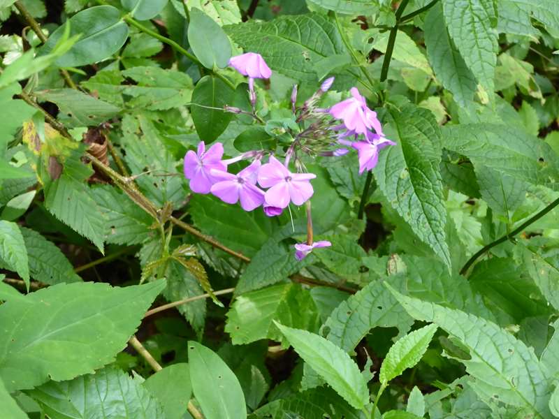 The predominant wildflower was Mountain Phlox.