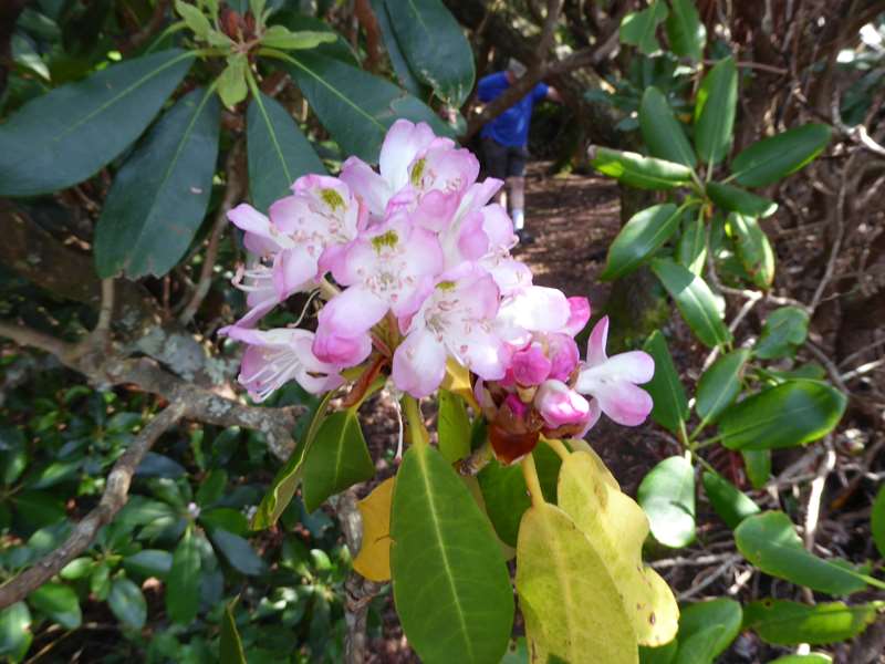 We saw lots of Rosebay Rhododendron.