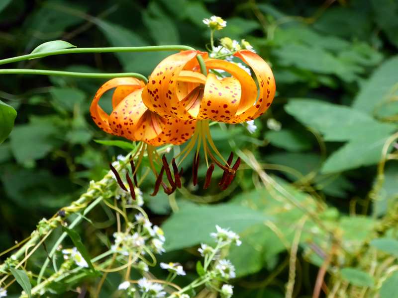 Turk's Cap Lily!