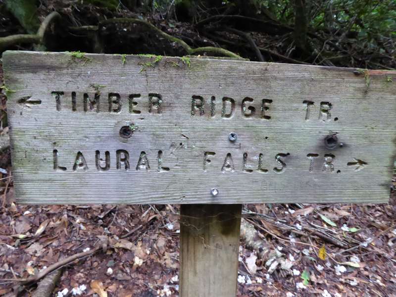 Our fourth and final trail of the day was the Laurel Falls Trail.