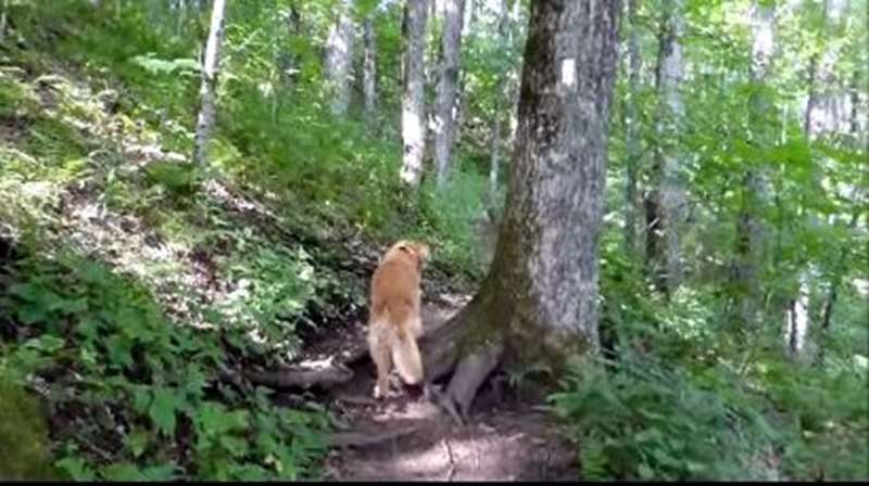 Barney following the white blazes toward Siler Bald!