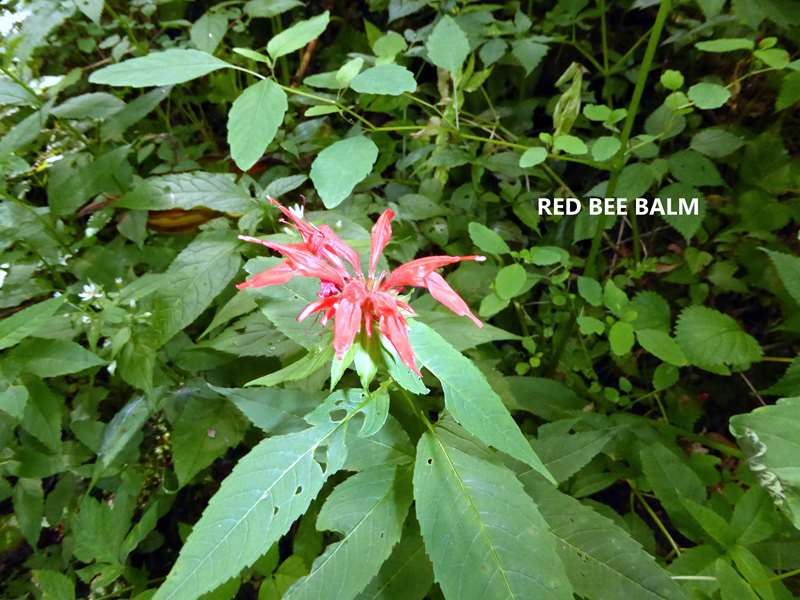 Lots of nice wildflowers - Red Bee Balm.