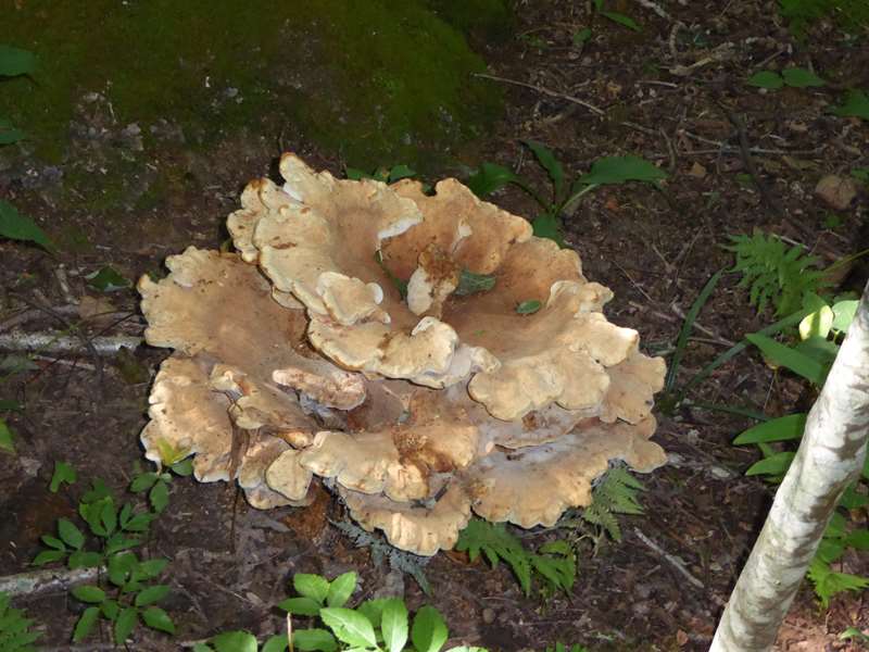 Mushroom of the Week!