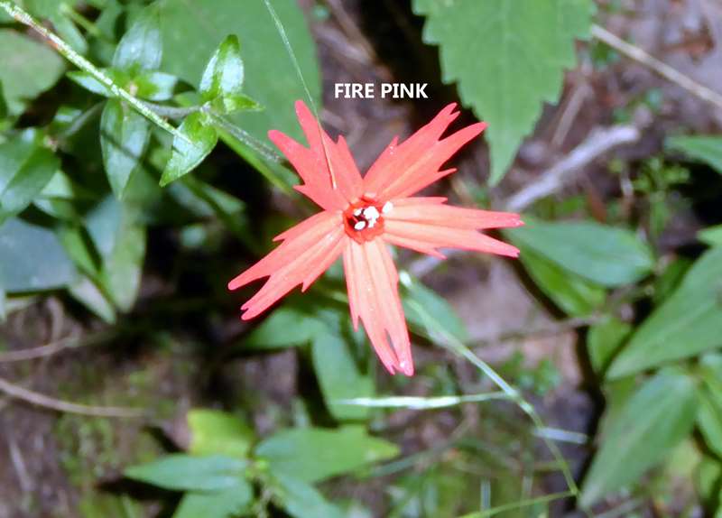Fire Pink!.