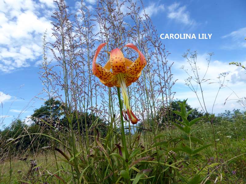 A Carolina Lily on the summit (NC's State Flower) !