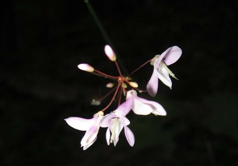 Beggar Lice blossoms.