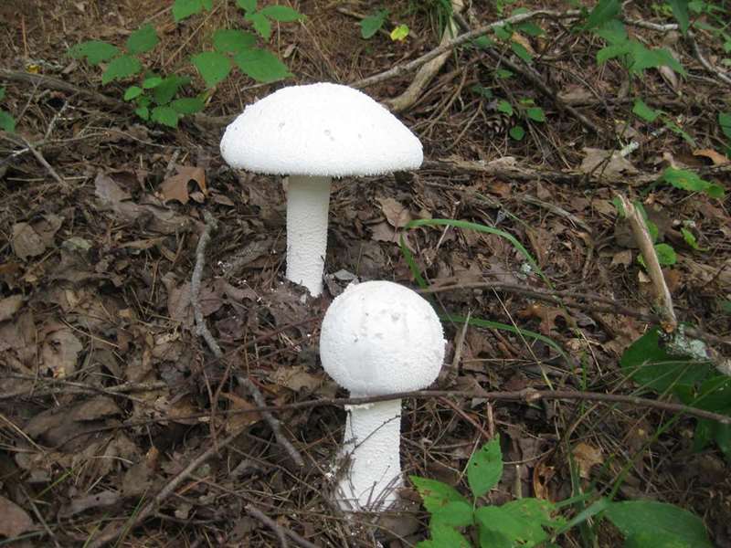 Mushrooms of the Week!