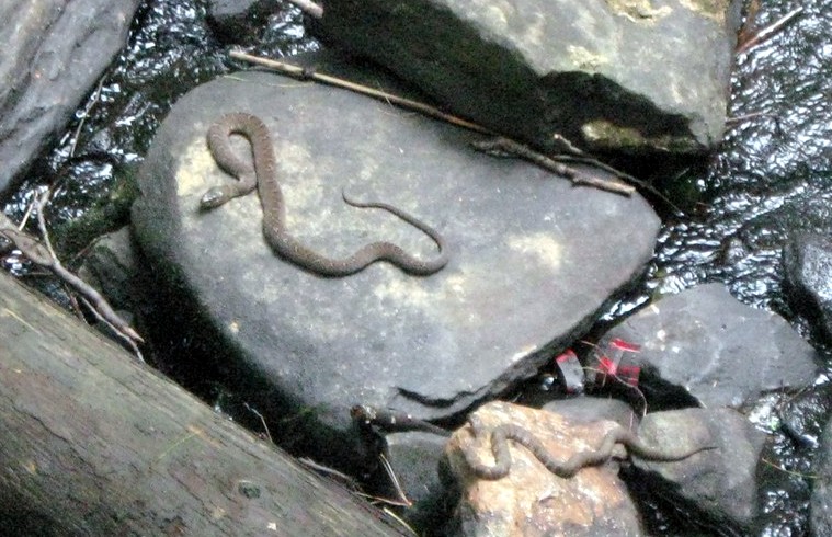 Two Brown Water Snakes!