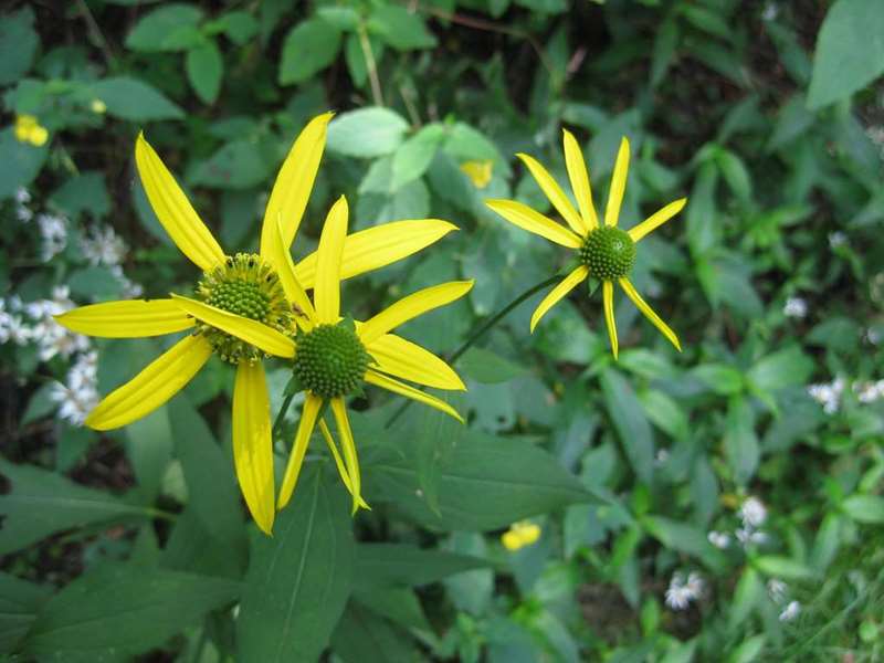 Lots of late-summer wildflowers - Green-headed Coneflower
