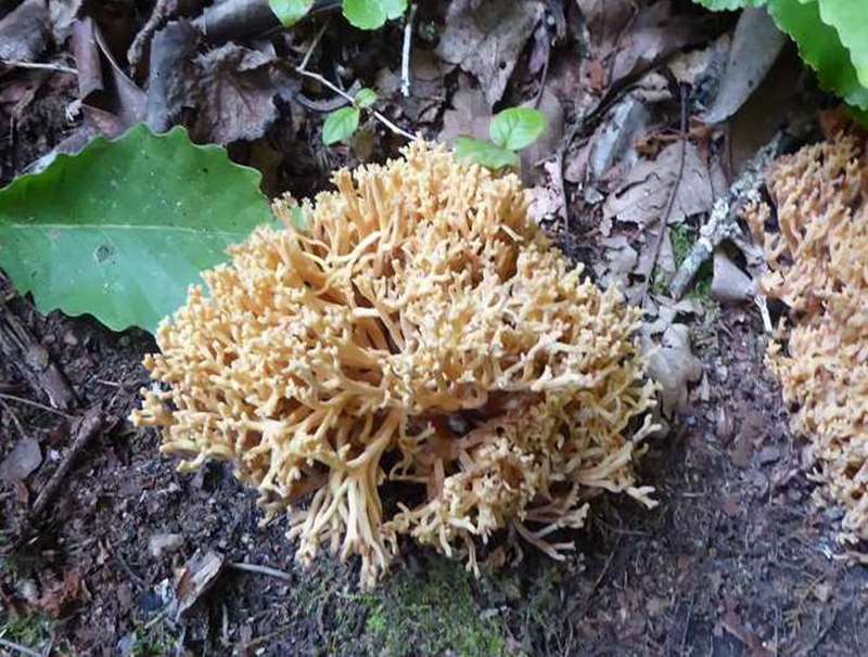 Coral Mushroom