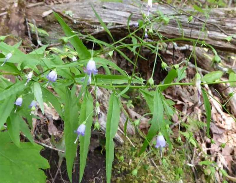 Southern Harebells