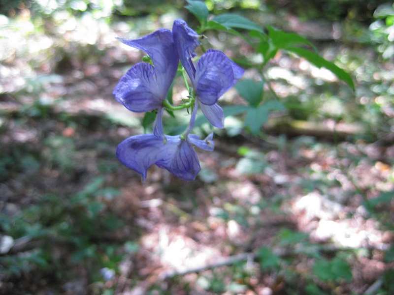 This pretty little wildflower is extremely poisonous. One of the most deadly if injested! Monkshood / Aconitum