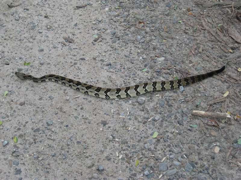We spotted this large Timber Rattler on the road just below our parking area.