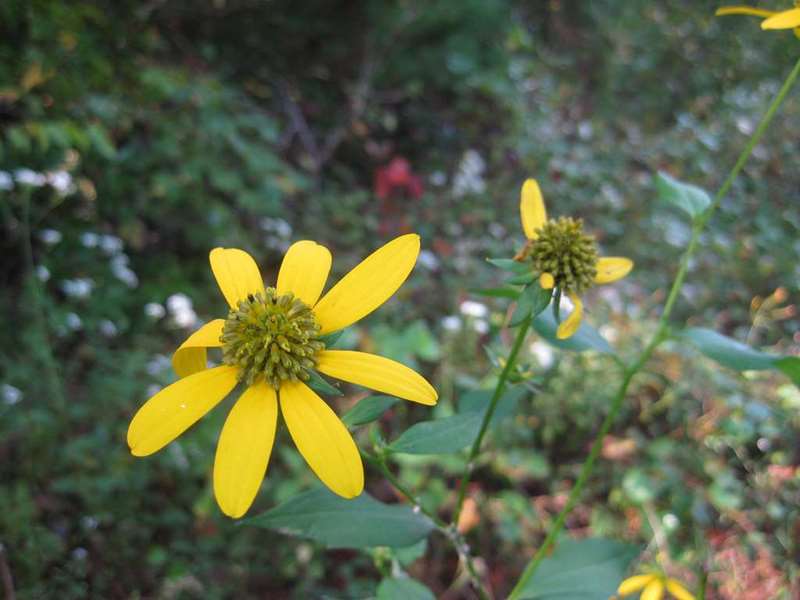 Green-headed Coneflower..