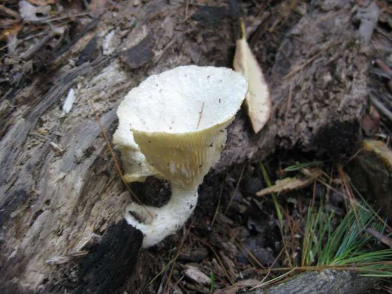 Mushroom of the week!